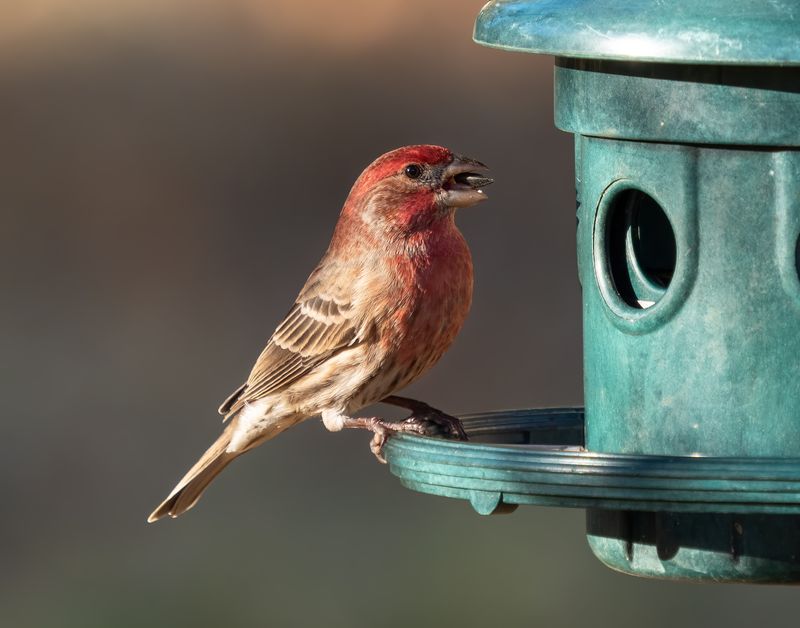 House Finches Visit Gardens With Seeds And Water
