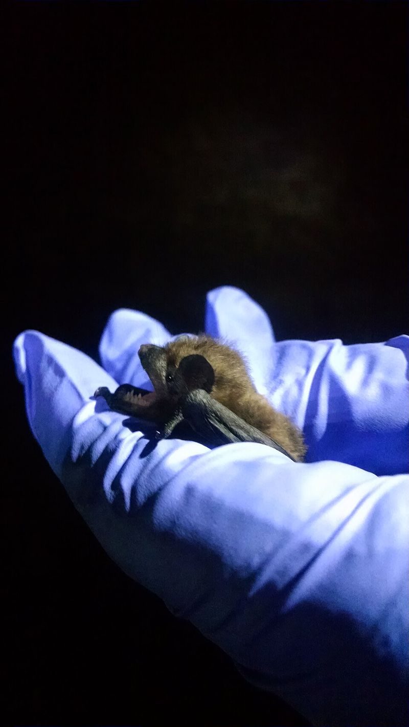 How A Backyard Sighting Turned Into A Documented Discovery