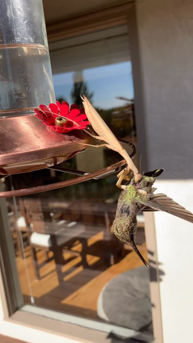 How A Mantis Catches A Hummingbird How A Mantis Catches A Hummingbird