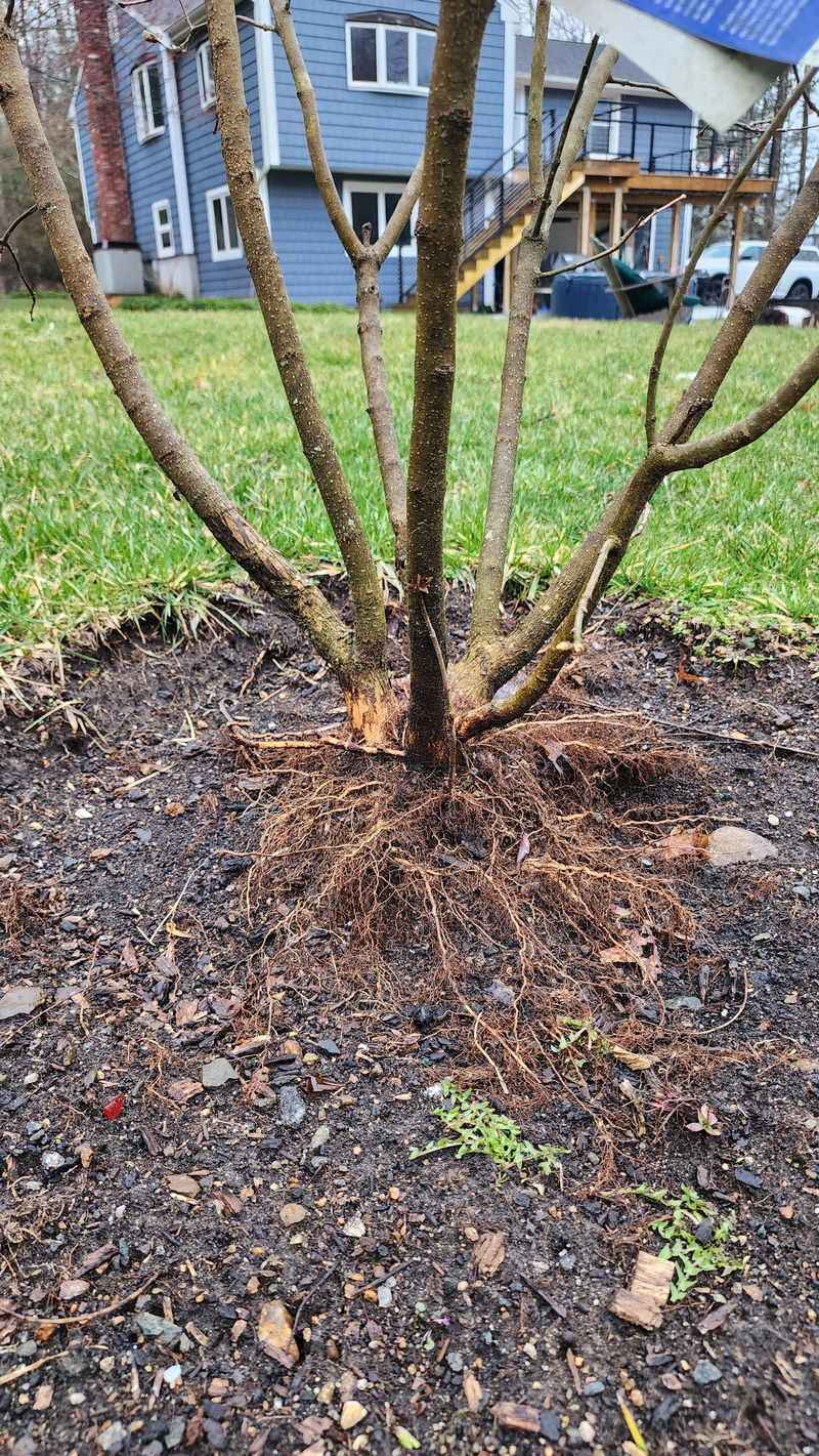 How A Mulch Ring Protects What Already Formed