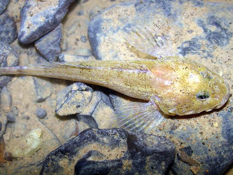 How A Surface Fish Became A Cave Dweller
