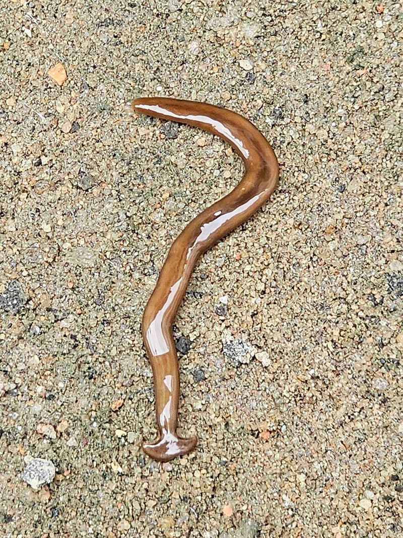 How A Tropical Hitchhiker Ended Up In Tennessee Soil