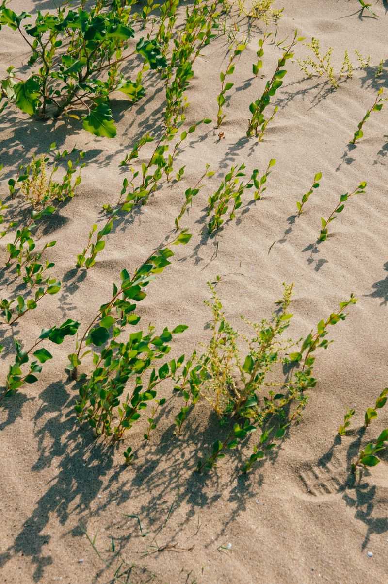 How Beach Plum Handles Sandy Soil And Salt Air How Beach Plum Handles Sandy Soil And Salt Air