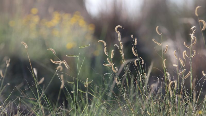 How Blue Grama Handles Texas Heat And Drought How Blue Grama Handles Texas Heat And Drought
