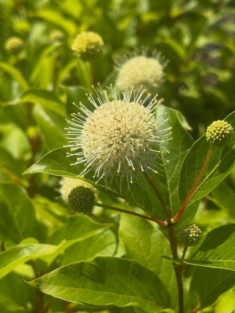 How Buttonbush Fits Into A Pennsylvania Wildlife Garden