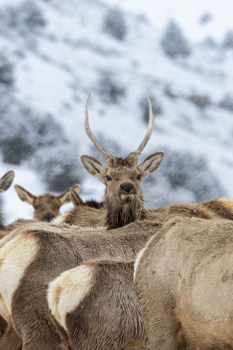How Close Is Too Close During Rutting Season How Close Is Too Close During Rutting Season