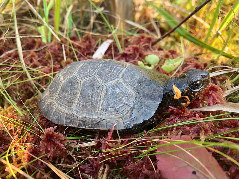 How Conservation Efforts Sparked New Hope How Conservation Efforts Sparked New Hope