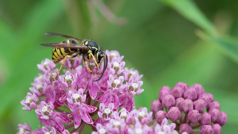 How Gardens And Landscaping Influence Yellow Jacket Activity How Gardens And Landscaping Influence Yellow Jacket Activity