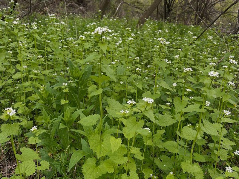 How Garlic Mustard Spreads So Quickly