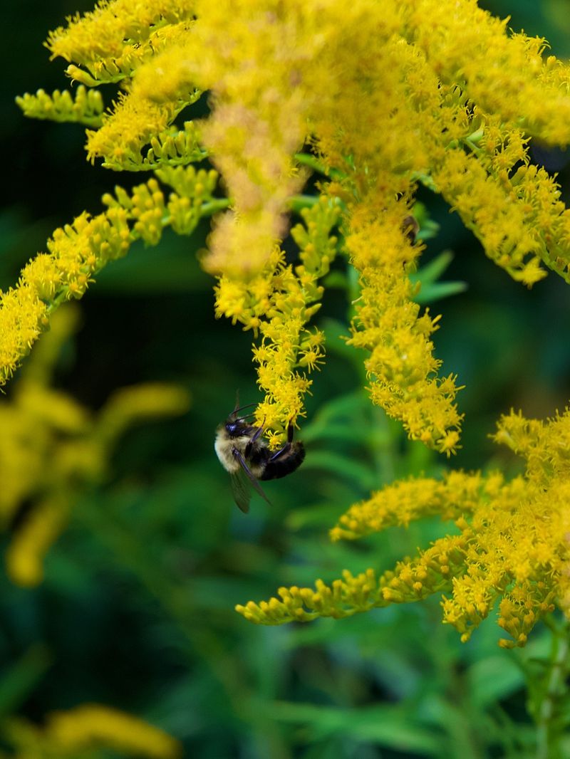How Goldenrod Supports Texas Bees And Other Pollinators
