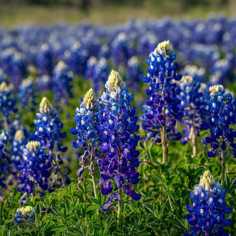 How Homeowners Can Create A Roadside-Style Wildflower Patch