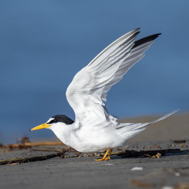 How Hurricanes Carry Birds Inland How Hurricanes Carry Birds Inland