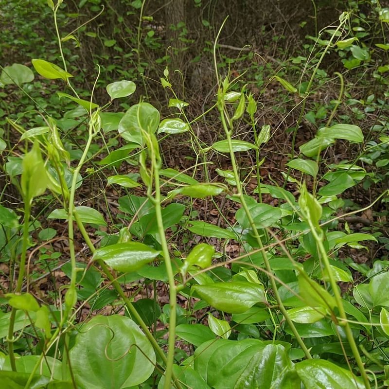 How It Spreads Across Your Yard