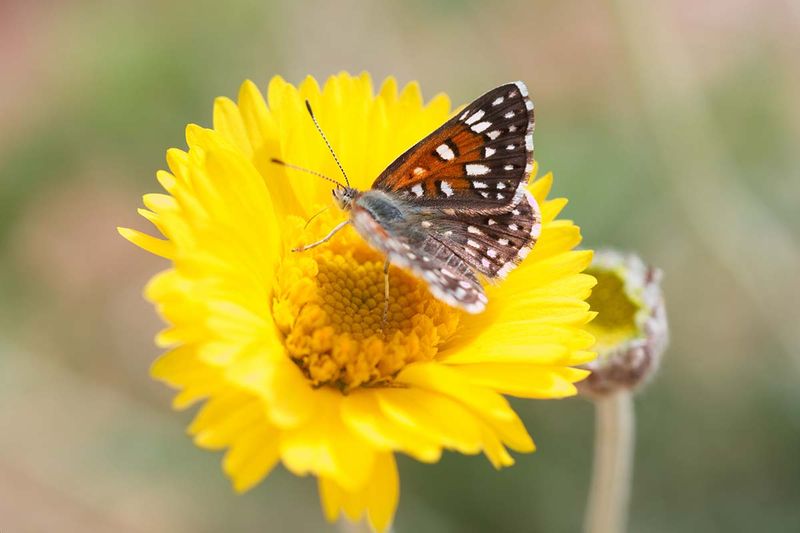 How Its Flowers and Seeds Support Wildlife