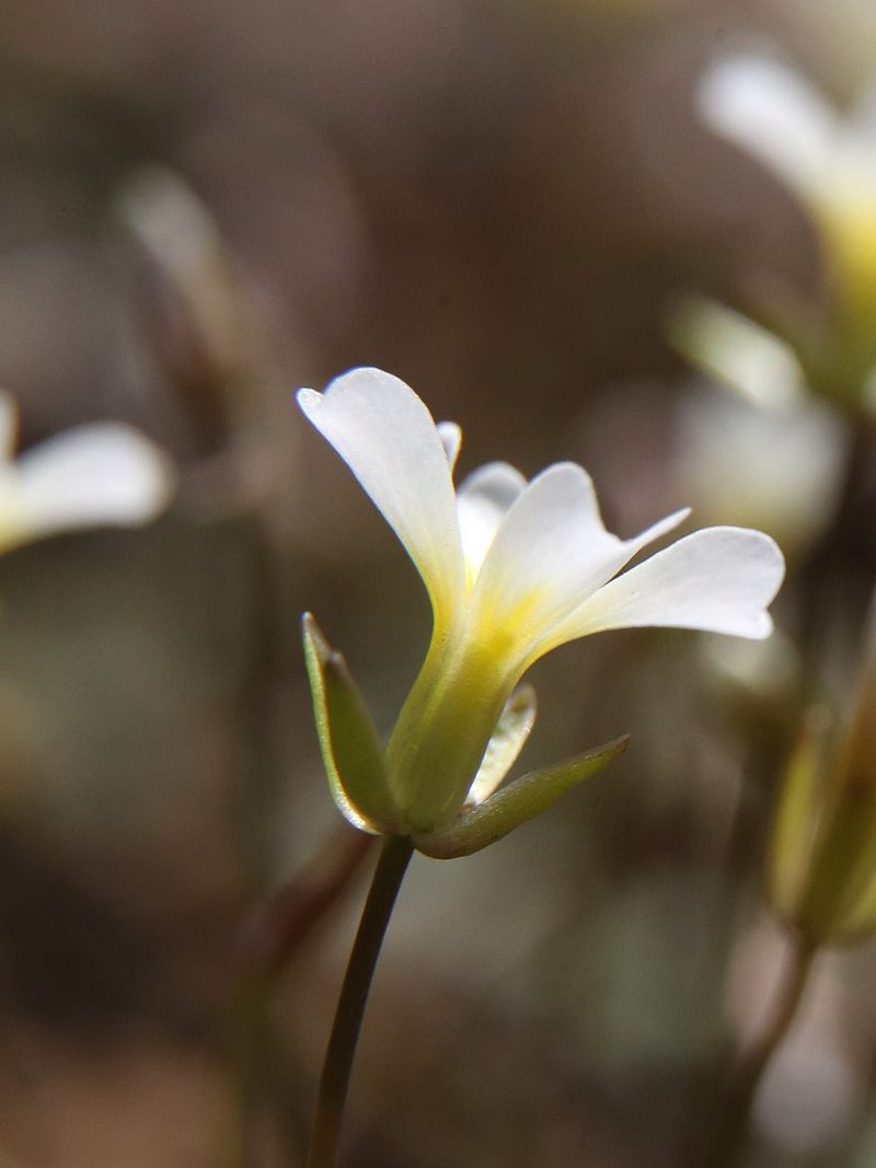 How Kentucky Glade Cress Blooms Before Almost Everything Else