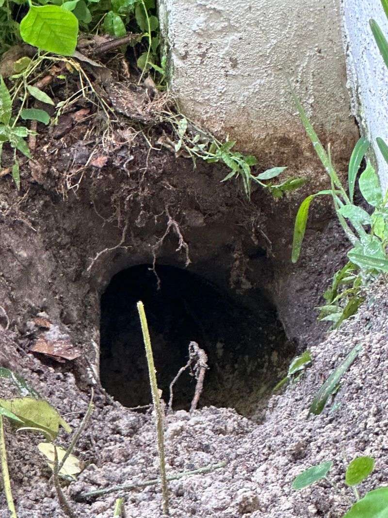 How Lawn Damage Can Get Worse