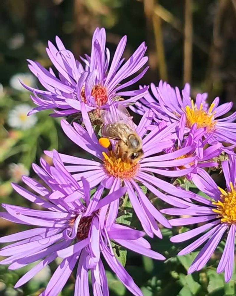 How New England Aster Helps Pollinators How New England Aster Helps Pollinators
