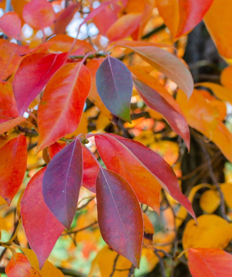 How New York Weather And Growing Conditions Influence Fall Color How New York Weather And Growing Conditions Influence Fall Color