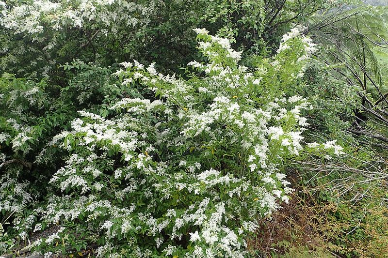 How One Shrub Turns Into A Wall In Just A Few Seasons How One Shrub Turns Into A Wall In Just A Few Seasons