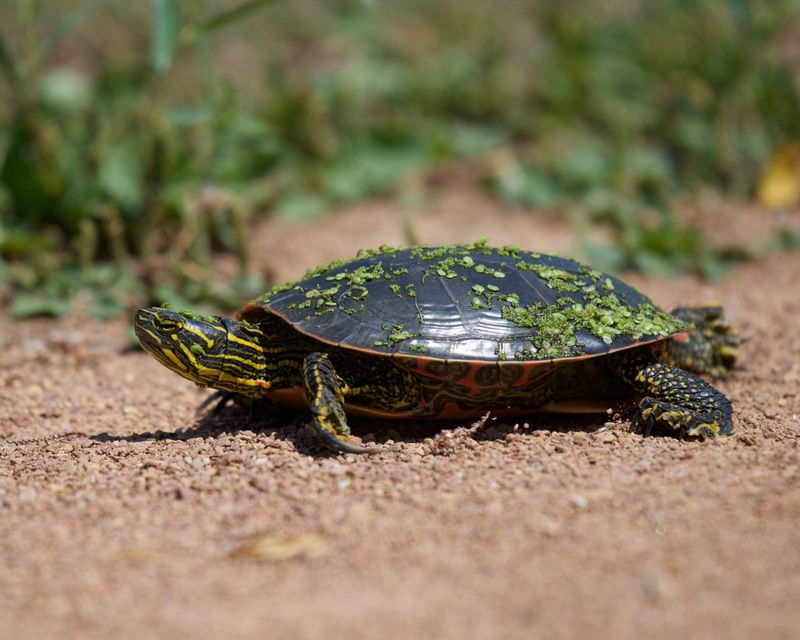 How Painted Turtles Use Mud As A Winter Quilt How Painted Turtles Use Mud As A Winter Quilt
