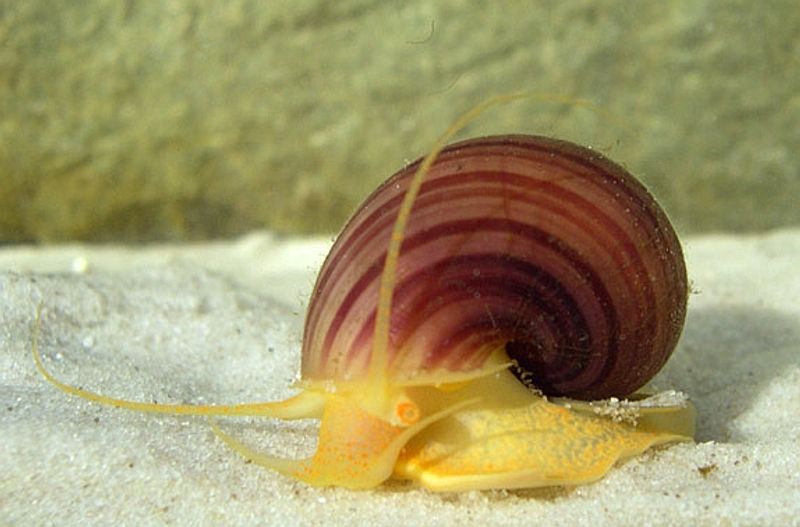 How South America's Snail Ended Up In The Bayou
