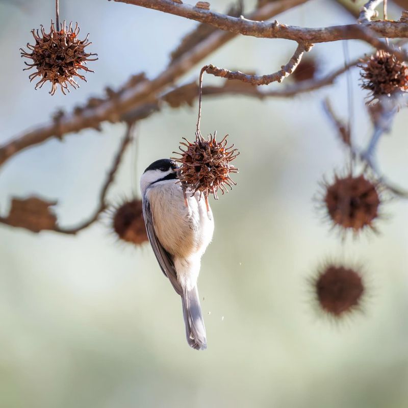 How Sweetgum Supports Backyard Wildlife