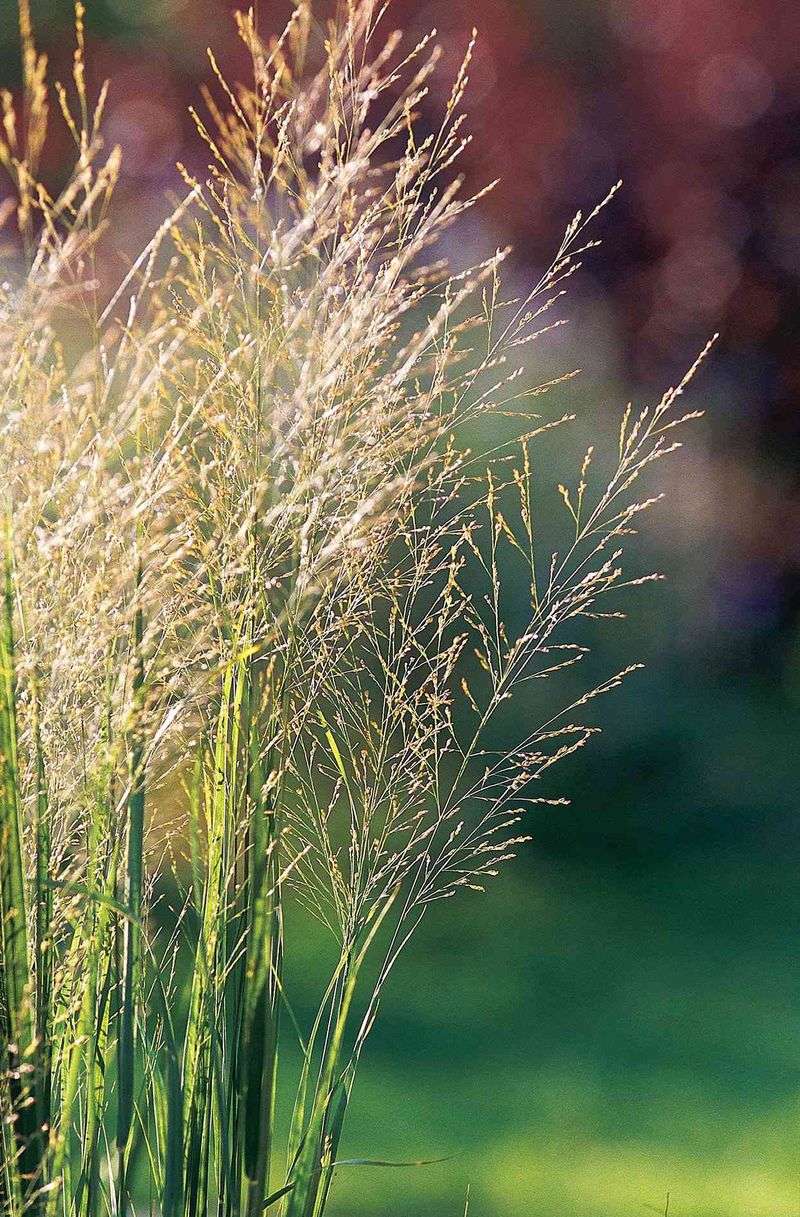 How Switchgrass Handles Texas Heat