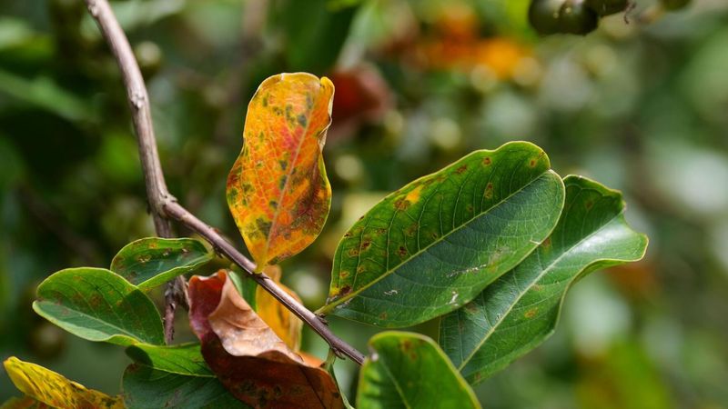 How Texas Heat And Drought Can Trigger Early Leaf Stress