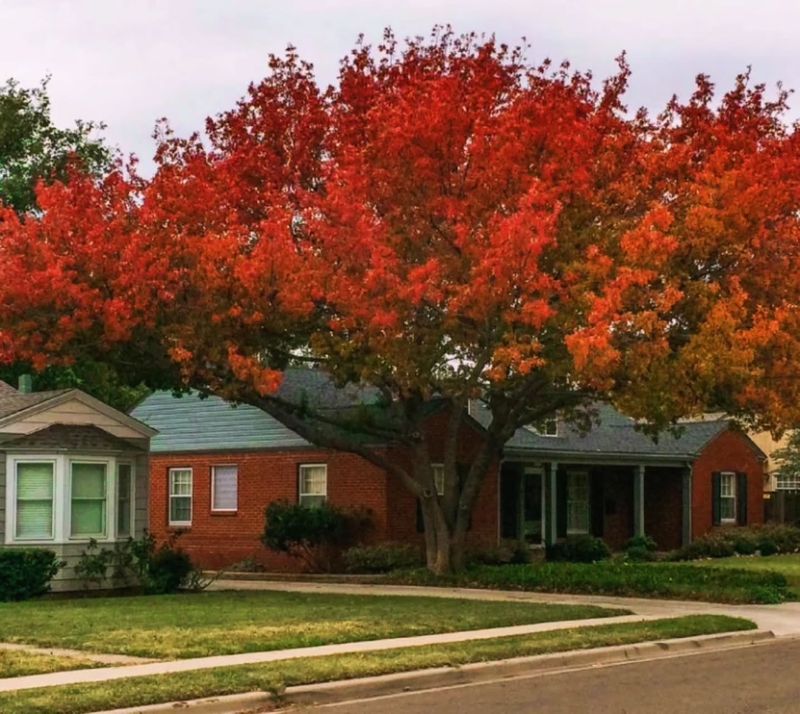 How Texas Red Oak Handles Heat And Drought