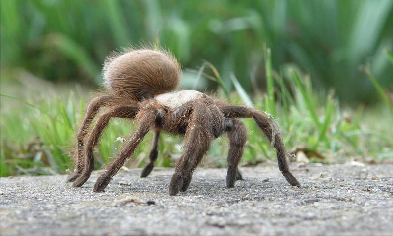 How Texas Tarantula Venom Affects Scorpions Differently Than Humans How Texas Tarantula Venom Affects Scorpions Differently Than Humans