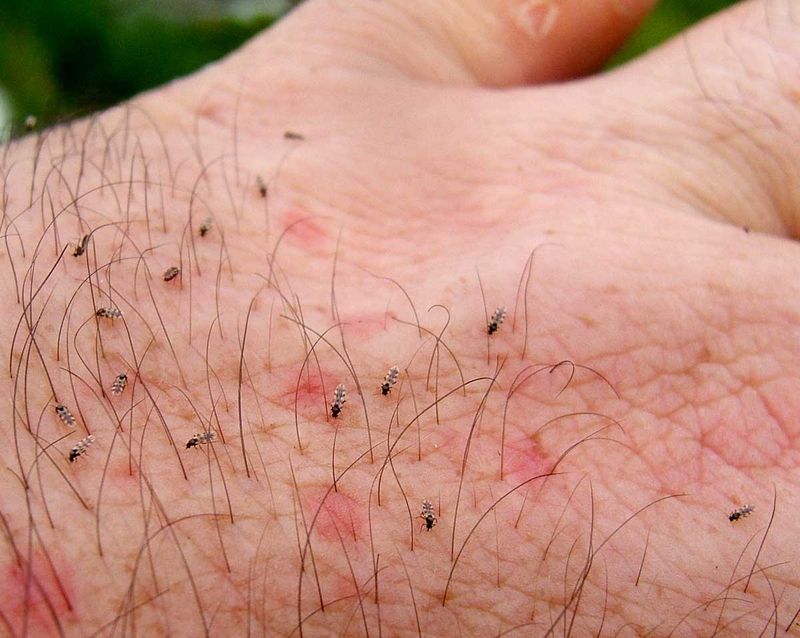 How The Bite Actually Works On Your Skin
