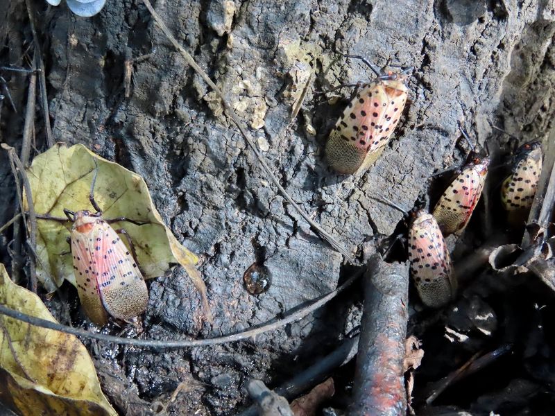 How The Pest Sneaks Across Michigan Roads And Rails How The Pest Sneaks Across Michigan Roads And Rails