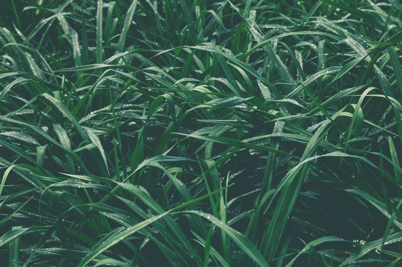 How This Grass Earns Its Keep In The Ecosystem