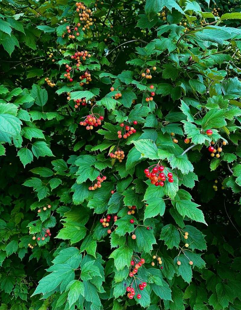 How This Native Shrub Supports Wildlife
