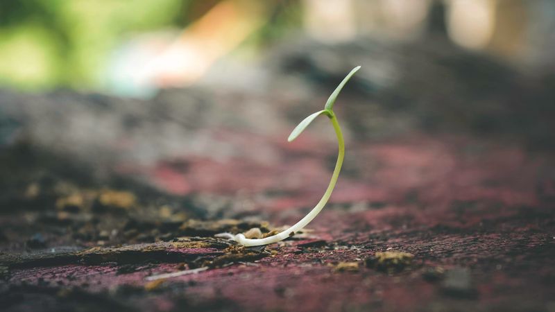 How Those Tiny Seeds Get Around So Easily How Those Tiny Seeds Get Around So Easily
