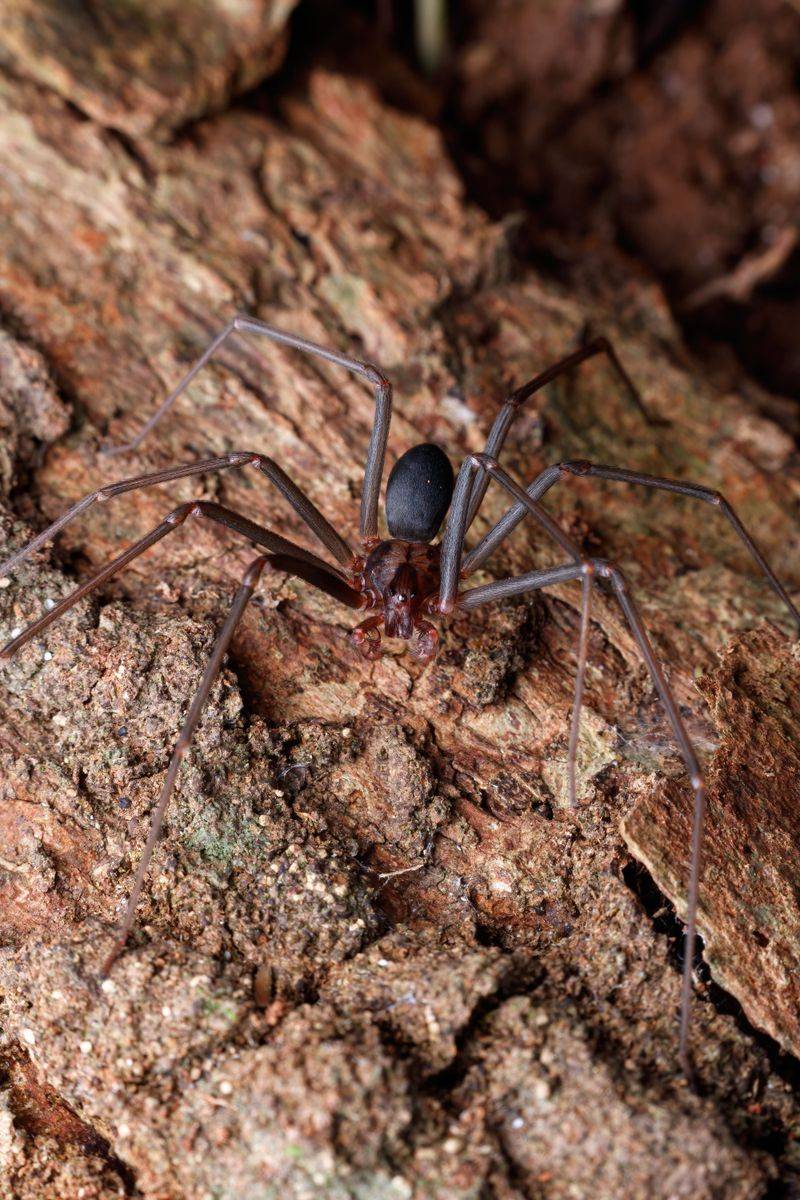 How To Actually Identify A Brown Recluse