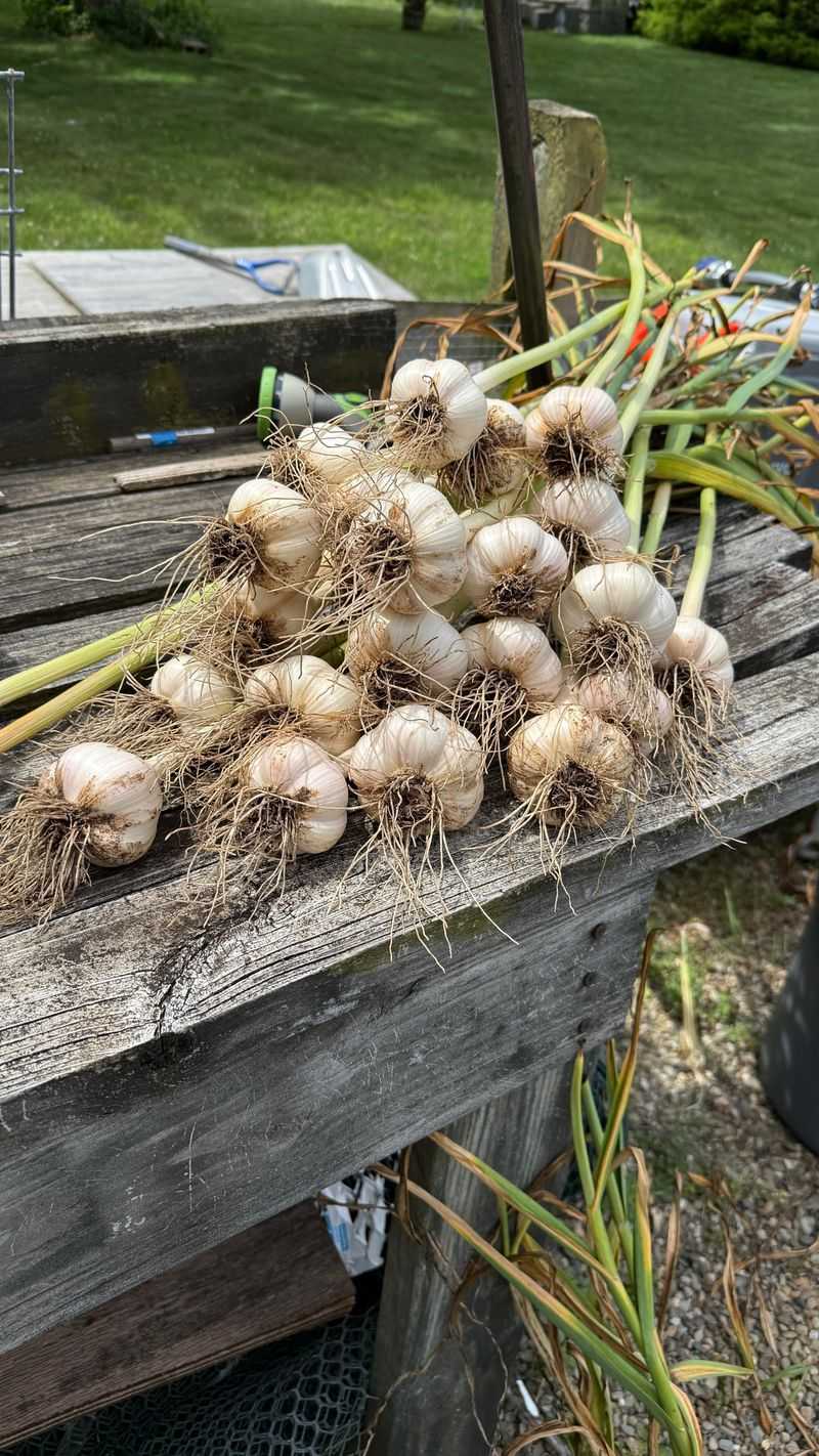 How To Care For Sprouted Garlic Through Winter How To Care For Sprouted Garlic Through Winter