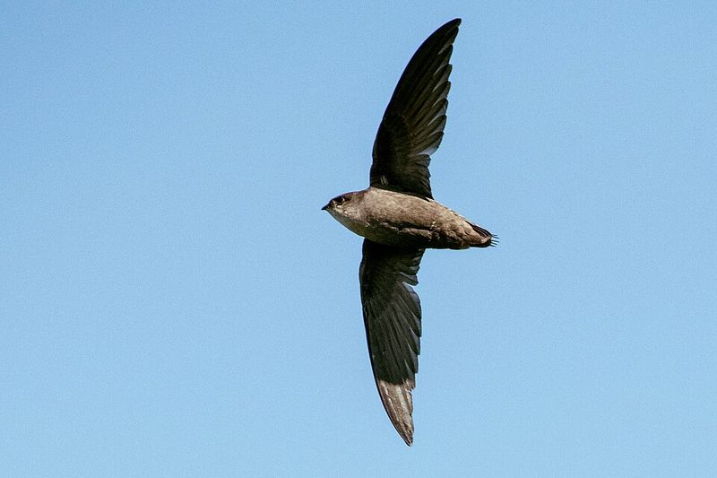 How To Find A Roost Near You How To Find A Roost Near You