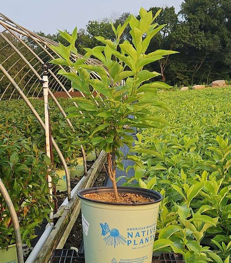 How To Get One Started In Your Yard This Fall How To Get One Started In Your Yard This Fall