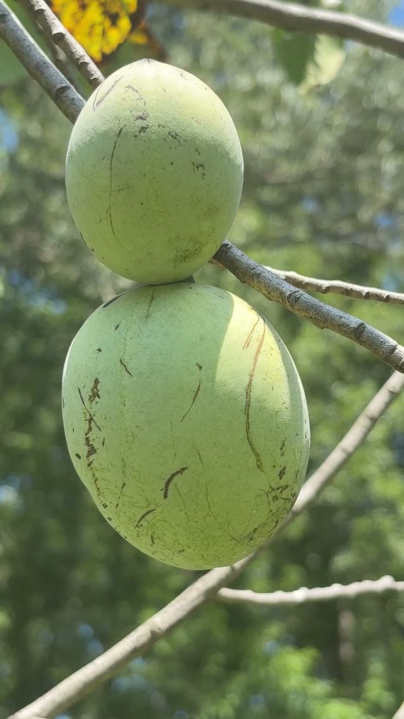 How To Harvest Pawpaw Without Damaging The Fruit How To Harvest Pawpaw Without Damaging The Fruit