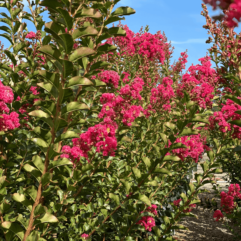How To Help Crepe Myrtles Prepare For Fall
