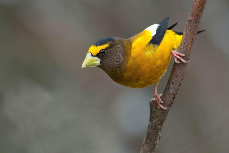 How To Identify An Evening Grosbeak How To Identify An Evening Grosbeak