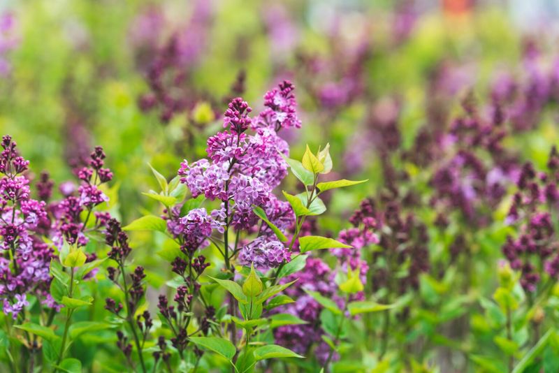 How To Identify Spent Flower Spikes How To Identify Spent Flower Spikes