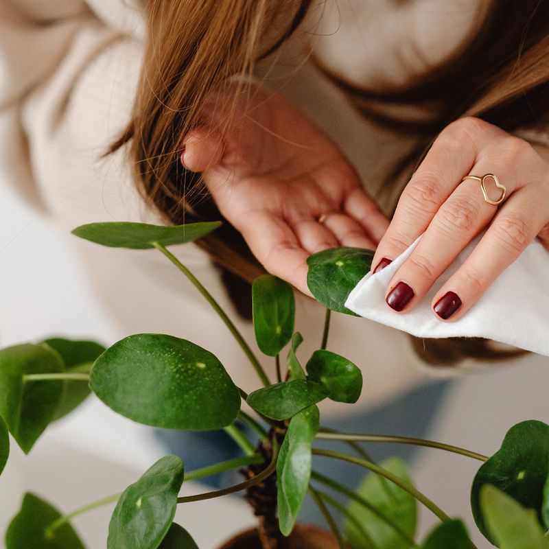 How To Inspect And Clean Plants Before They Cross The Threshold