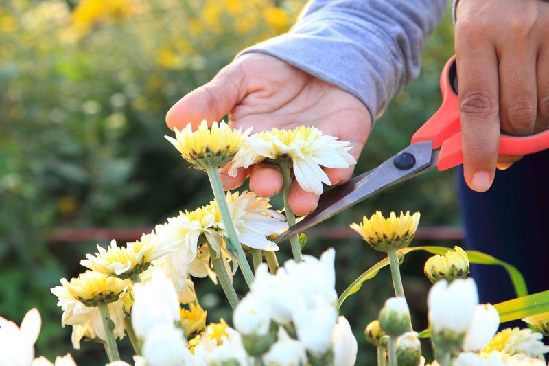 How To Keep Mums Blooming Through Fall