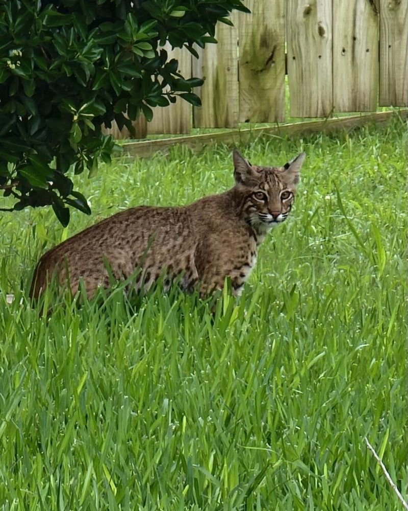 How To Make Your Yard Less Attractive To Bobcats