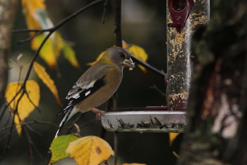 How To Make Your Yard More Bird-Friendly How To Make Your Yard More Bird-Friendly