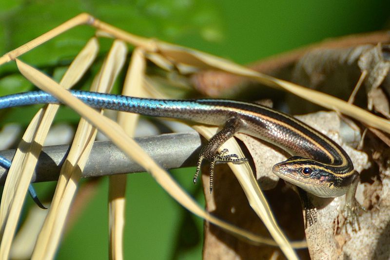 How To Make Your Yard More Skink-Friendly