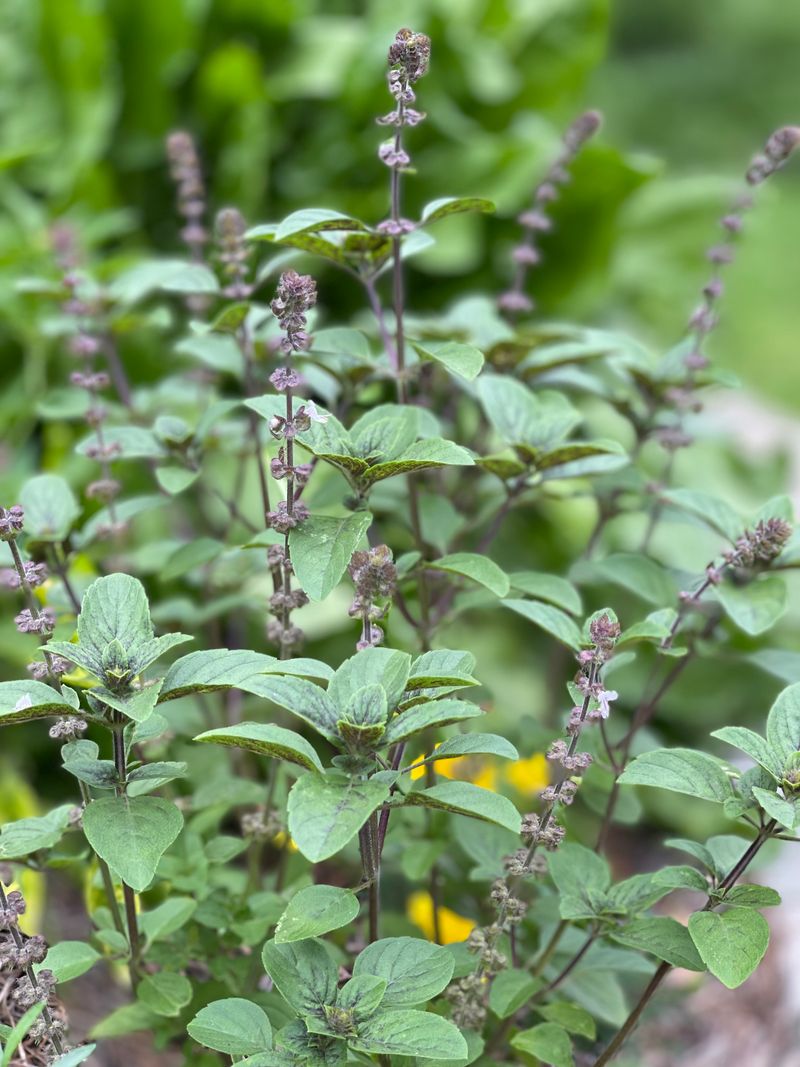 How To Manage A Flowering Basil Plant