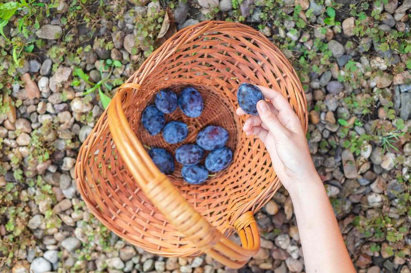 How To Manage Fallen Fruit Around Plum Trees